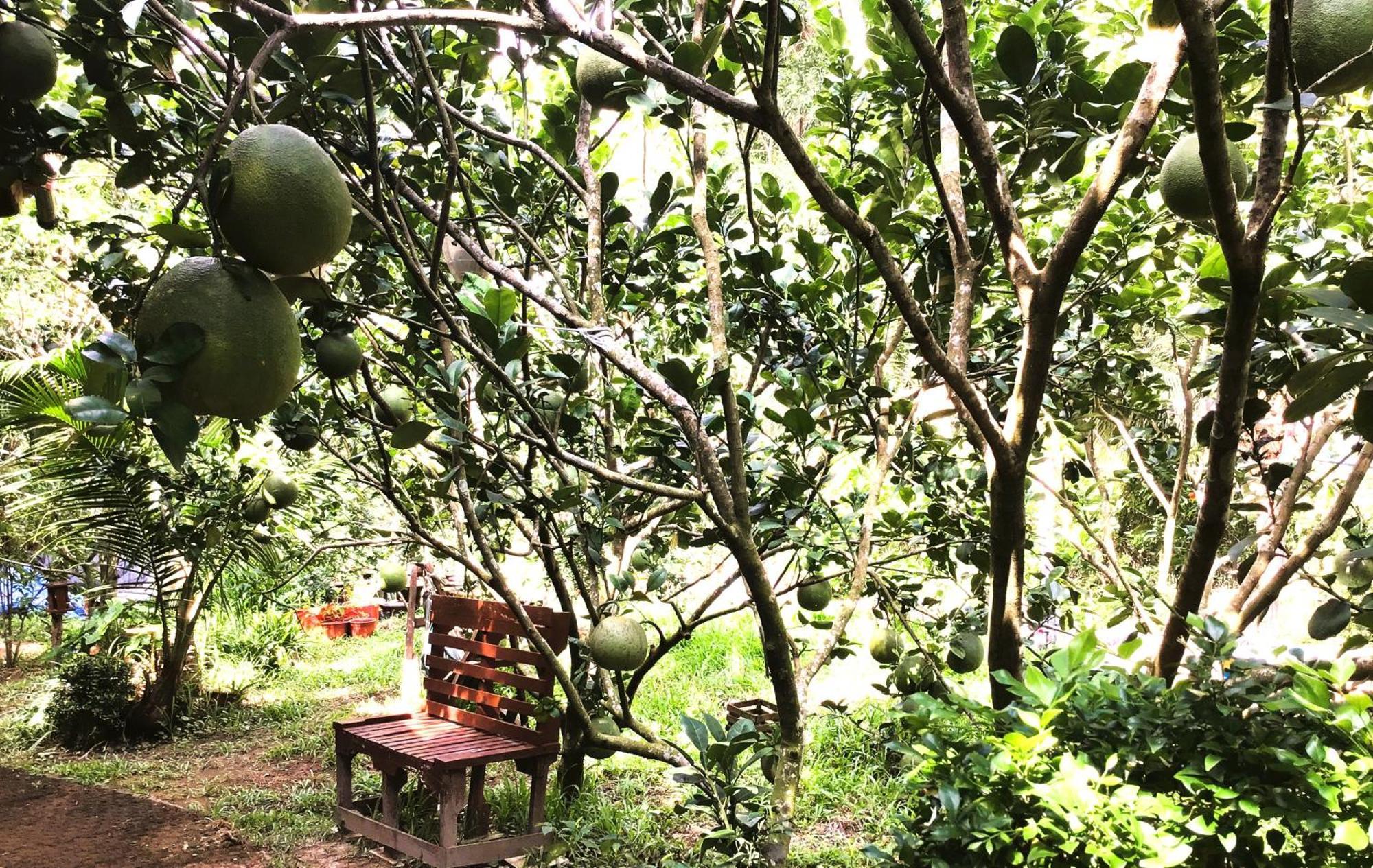 Ben Tre Farm Stay Exterior foto